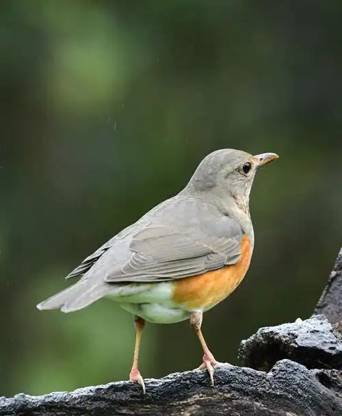 后花园鸟类品种【十三】灰背鸫