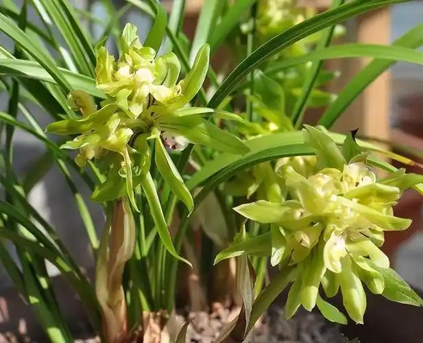 最名贵的10种兰花图片(最名贵的10种兰花图片墨兰)