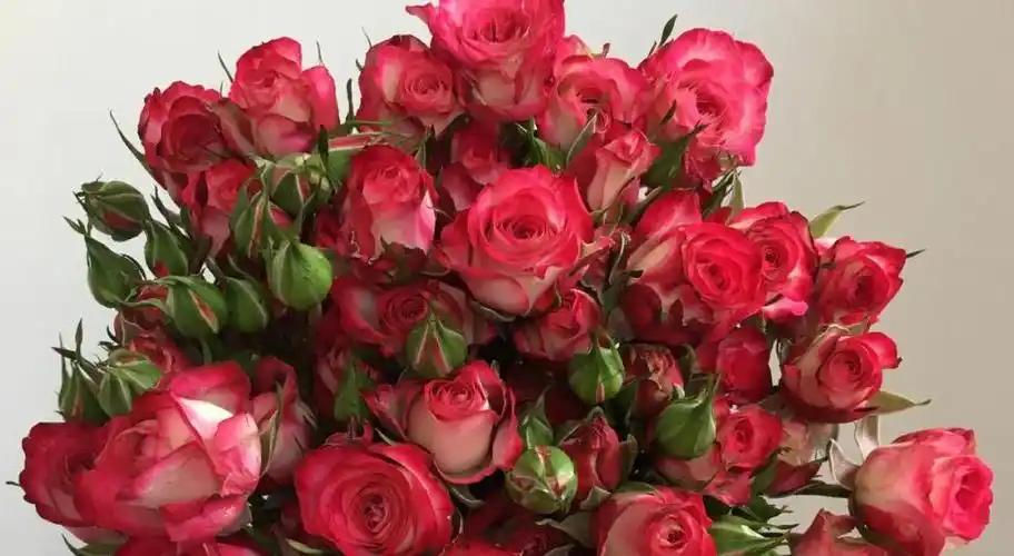 狮子座月季 多头狮子座月季