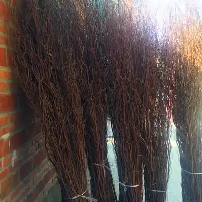 龙柳干枝干树枝树装饰隔断干花婚庆拱门橱窗玄关白干枝天然干枝