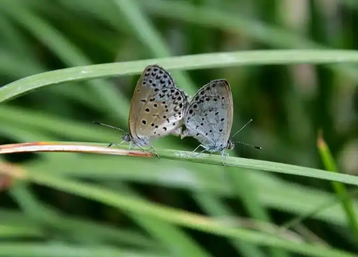 两只缠绵的蝴蝶