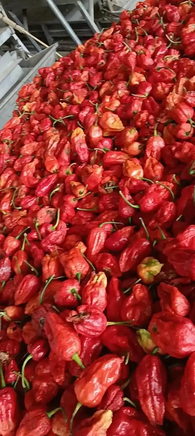 工业辣椒是一种辣度极高的辣椒