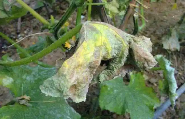 黄瓜疫病的防治方法
