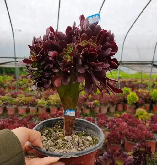 缀化真仙园法师欧版羊绒欧紫一物一拍多肉绿植多肉植物