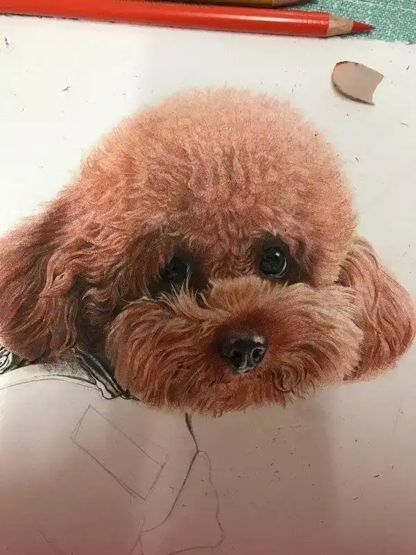 彩铅手绘泰迪犬,真可爱,它是你生活的趣味,而你是它生活的全部