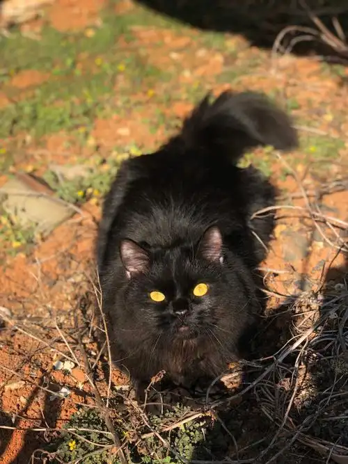 中华田园猫长毛黑猫6989yyds