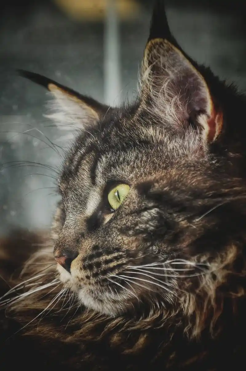 我家小虎还是霸气,喜欢的可以来个头像喽!缅因猫 - 抖音