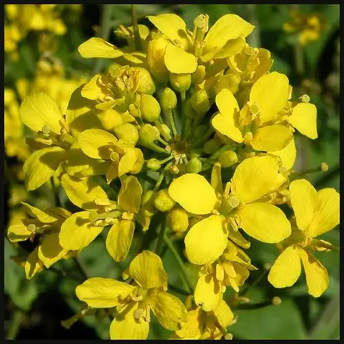 mustard flowers