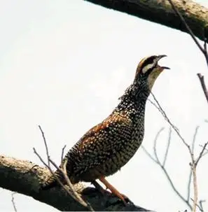 中央电视台肖微说石鸡学名叫做鹧鸪对吗?