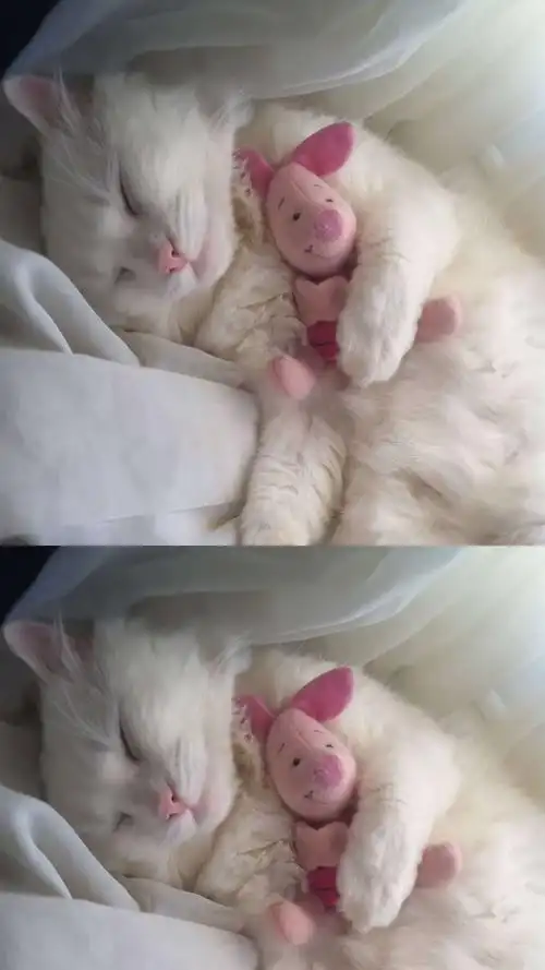 小猫咪萌宠ω79壁纸