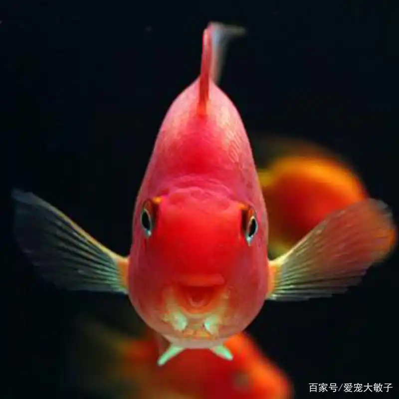 元宝鱼一般养几条?为什么?