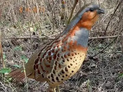 好大一只鸡 原声公母合叫 户外文明观赏野生保护动物竹鸡