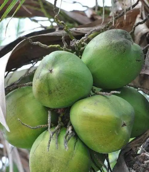 棕榈科椰子属植物,植株高大,乔木状,高15-30米,茎粗壮,有环状叶痕