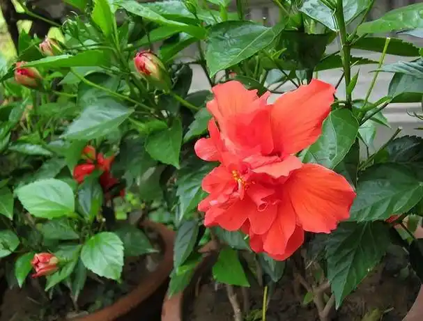 别墅庭院围墙遮挡植物有哪些,别墅围墙绿植(看上去"清清爽爽")