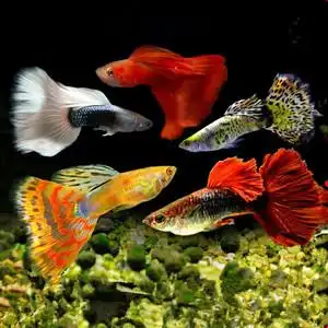 孔雀鱼七彩蕾丝