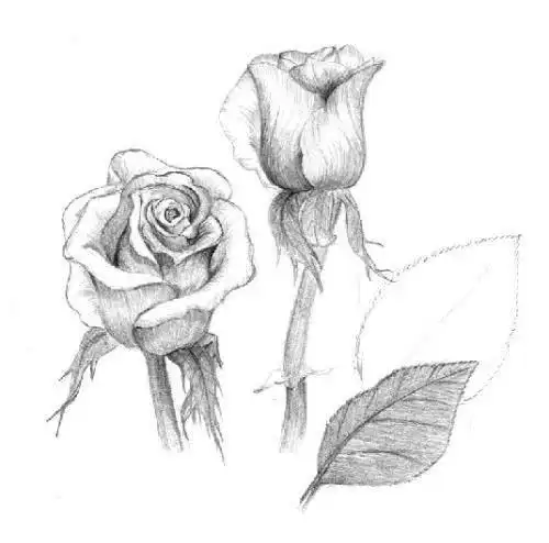 素描学习入门零基础学习静物素描的几种方法