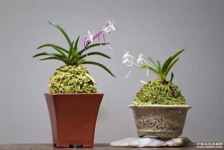 赏心悦目的风兰