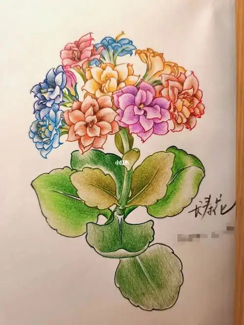 长寿花