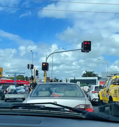 前面车上长狗了