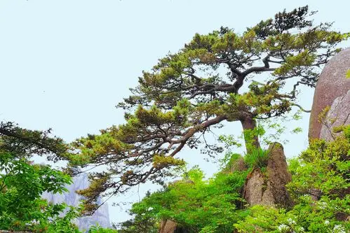 迎客松送客松黑虎松斜松