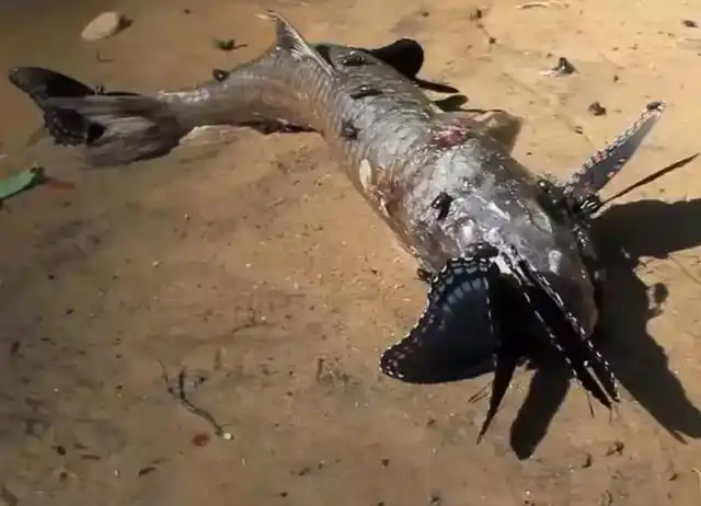 男子野外探险竟遇食人蝴蝶网友惊呼战斗力堪比战狼