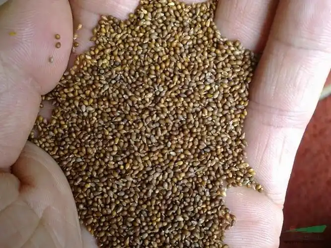 紫花地丁种子*新价格/紫花地丁种子报价图片