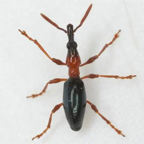 家里出现了一种没见过的虫子,是什么虫子?求鉴定