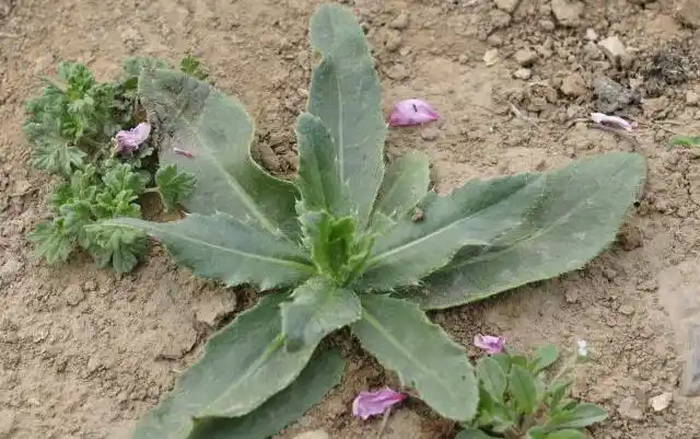 刺苦菜只是在我们家乡那里的称呼而已,它的学名叫小蓟,在民间还有一个