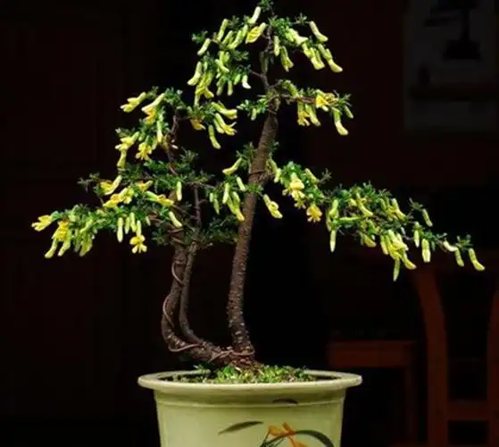 不会打鸣的锦鸡儿盆景