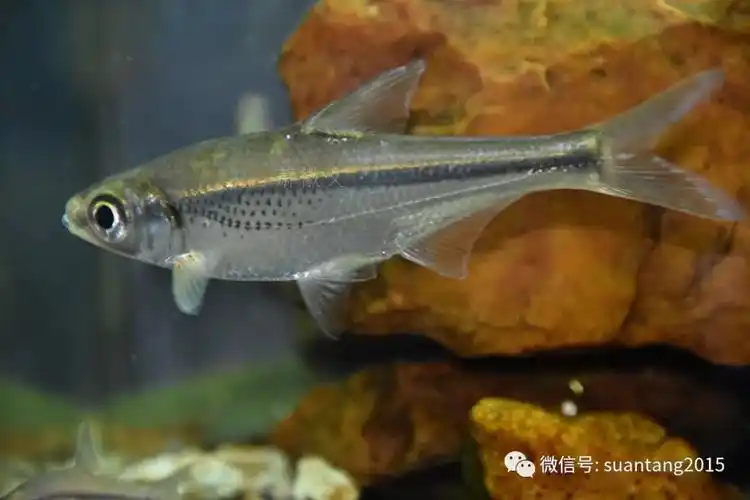 粤东本土原生淡水鱼类之二十五——大眼华鳊