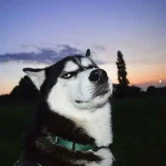 追逐繁星的二哈头像