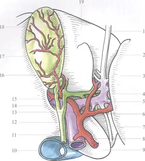 图7-18 第一肝门-腹部外科临床解剖学-医学