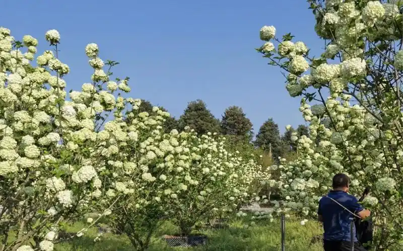 中华木绣球"斗球"庭院种植效果最佳