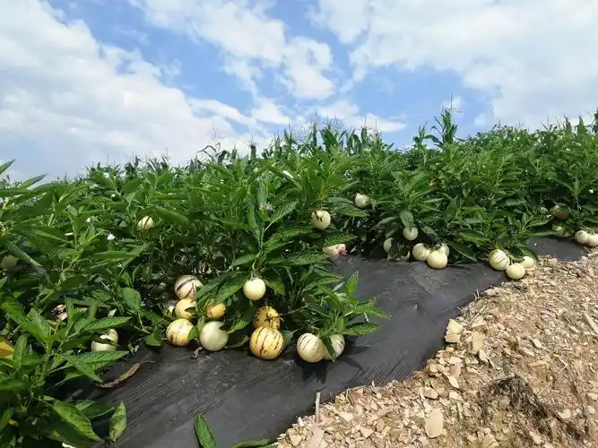 石林路丰人参果种植专业合作社从种植管理到采摘全过程美拍