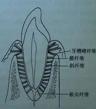 牙槽嵴纤维