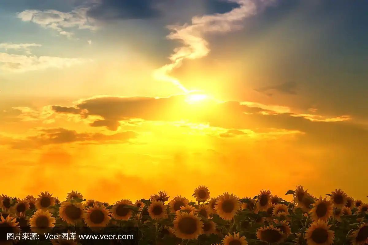 向日葵,夏天,日光,田地,阳光光束