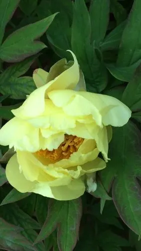 《名花姚黄牡丹》