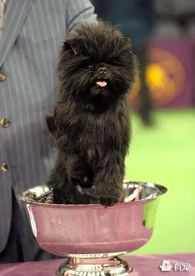 勇敢的捕鼠卫士猴面梗