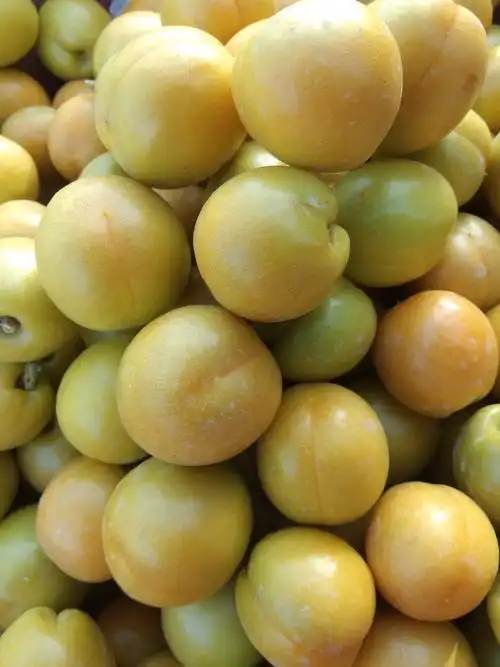 自家珍珠油杏成熟啦～欢迎现场采摘或在线下单