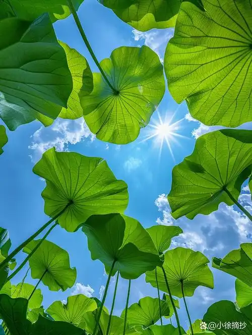 荷叶仿佛是大自然铺开的绿色画布,点缀着池塘的每个角落.