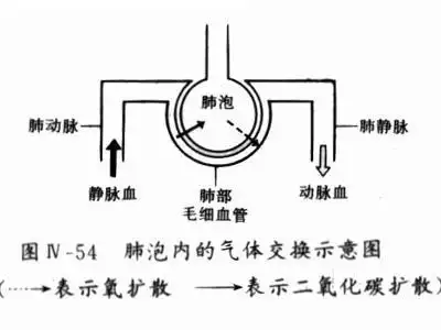 气体弥散障碍 - 搜狗百科