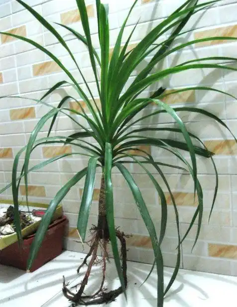 怎样让龙血树多发新头如何让龙血树变多头