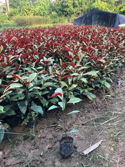 红背桂_红背桂面议_红背桂采购_lijiatao-花木易购