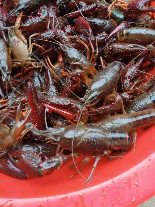 湖北江夏清水小龙虾6.7.8.9钱,虾子个大肥美干净