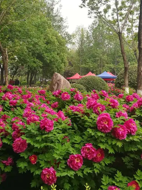 隋唐遗址植物园