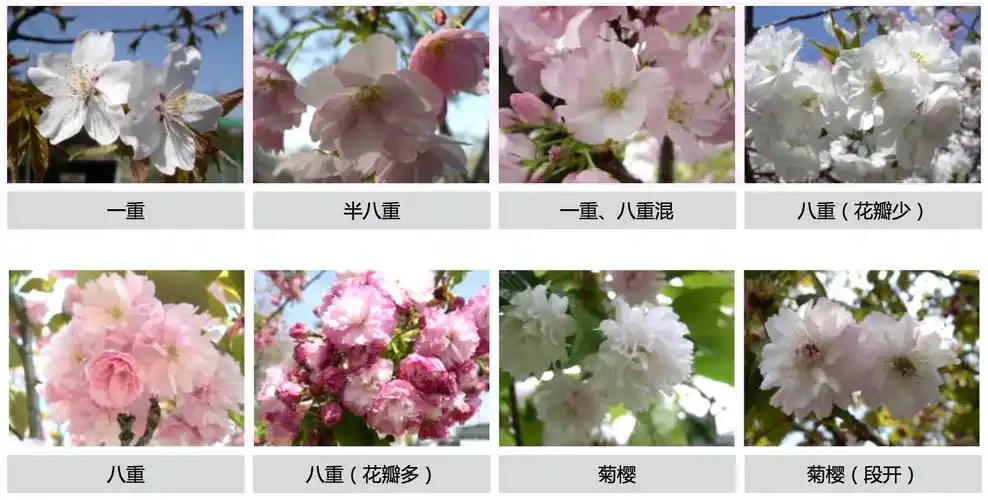 樱花的起源地到底在哪里?