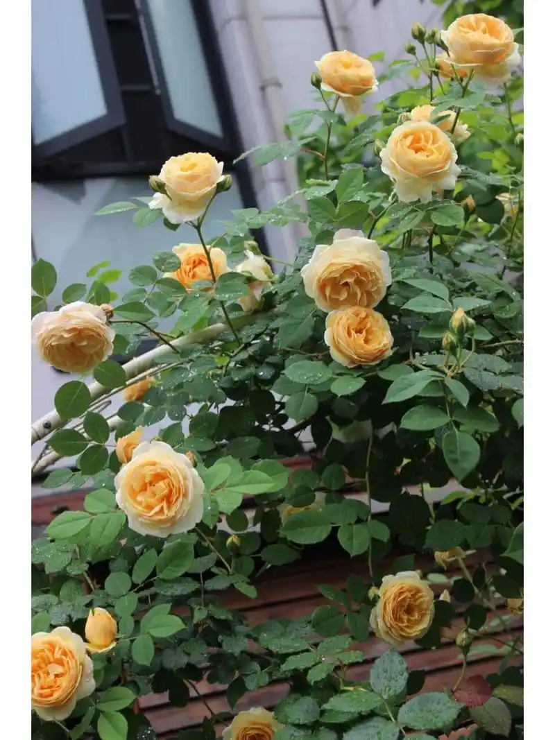 强烈推荐一款藤本月季,欢笑格鲁吉亚 黄色大花,大藤本,抗性好,勤花,花