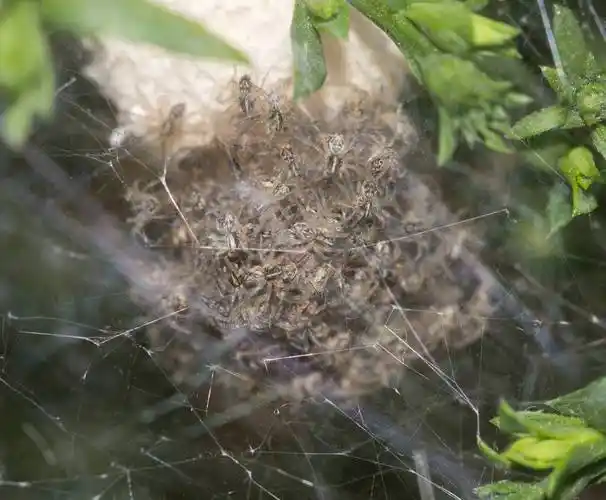孩子,蜘蛛,茧,微距