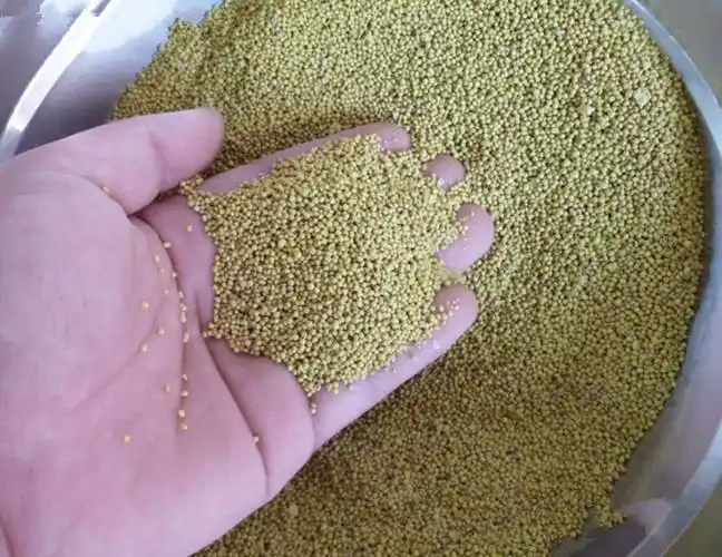 批发白三叶草种子 草种子白三叶 草坪种子 观赏性草坪