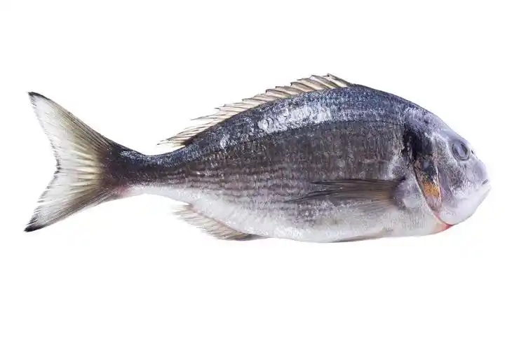 白底一条鱼活鱼生鱼鱼类